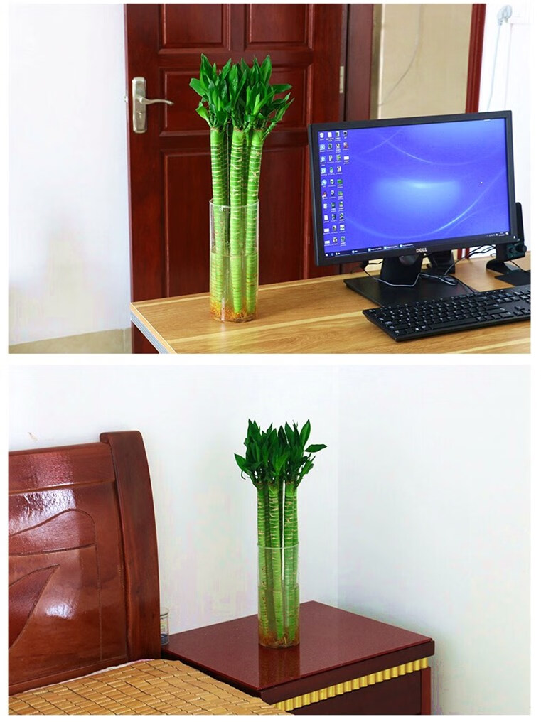 龙竹水培盆栽带根观音竹粗杆水养竹竹子净化空气吸甲醛节节高植物