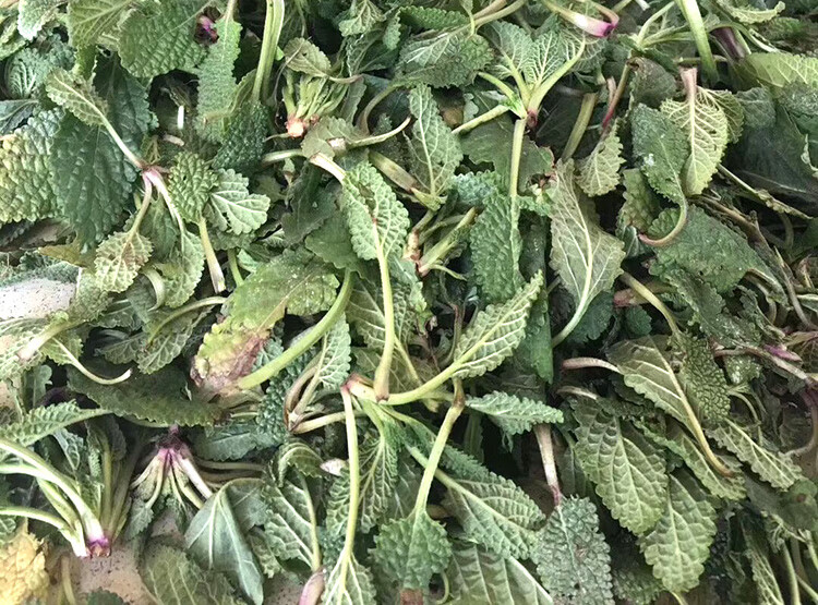 野生蛤蟆草茶癞荔枝草茶叶特级中药材新鲜蛤蟆草干叶泡茶2罐【图片