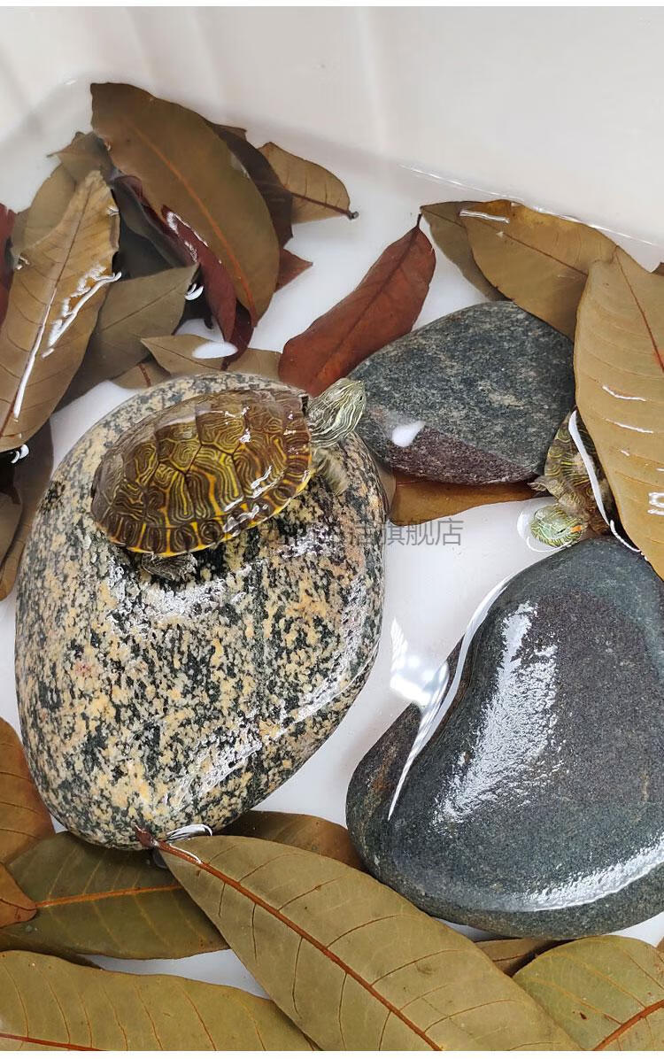龙眼叶养龟乌龟龟用免煮叶子龟叶大片龟缸周转箱造景改善水质龙眼 5袋