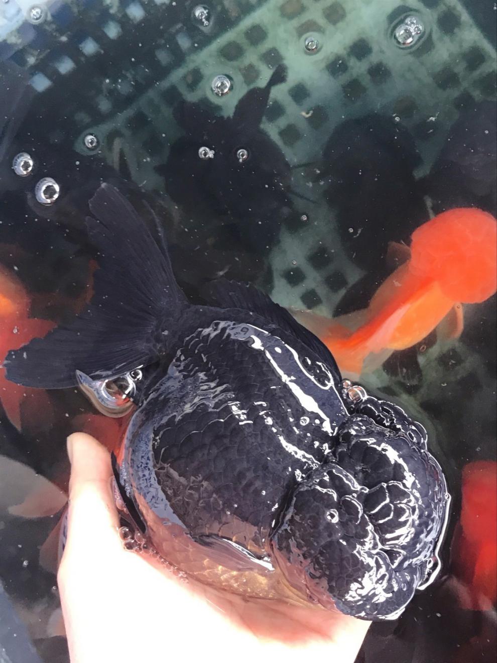 工匠头精品黑红狮子头观赏鱼淡水鱼冷水金鱼活体渔场直销好养耐活鱼