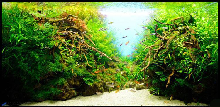 海草鱼缸 小榕迷你小水榕小巴榕双头中榕黄金榕水草活体鱼缸造景真