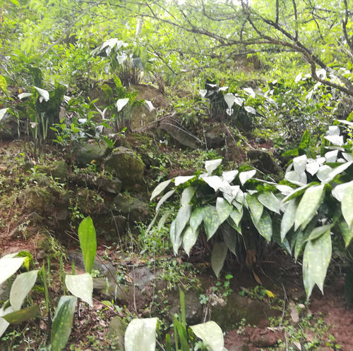 朵蕙四川新鲜粽叶端午包粽子粽叶花粽叶一叶兰粽叶花粽叶大叶现摘发货