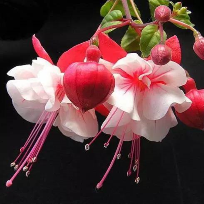 倒挂金钟盆栽花苗灯笼花吊兰吊钟海棠盆栽室内阳台盆景2盆不同色不含