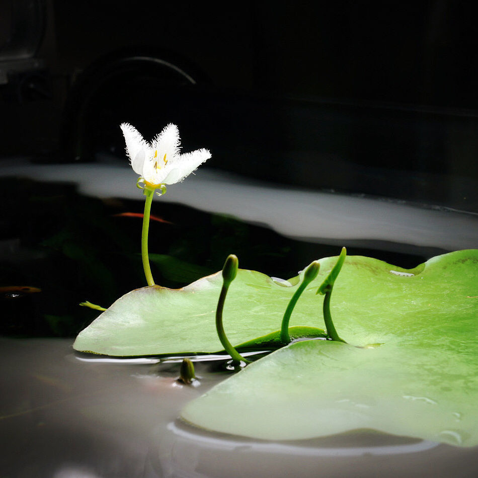 浮萍水草活体植物一叶莲鱼缸水草肚兜萍除no3净化水质浮草槐叶萍槐叶