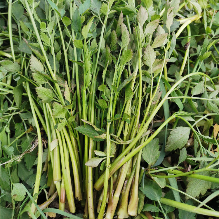 苏北正宗水芹菜新鲜现摘现发小叶芹时令蔬菜零售净菜南通海安1000g