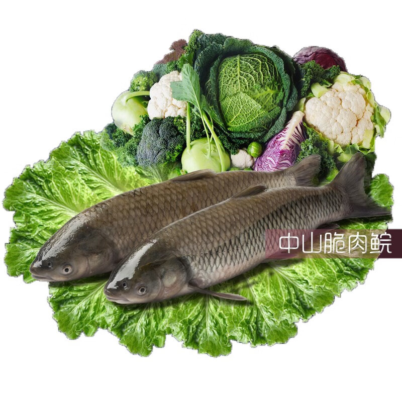 【顺丰现货】中山脆鲩鱼 脆肉皖鱼 脆鱼骨 新鲜脆肉鲩 香脆鱼火锅食材