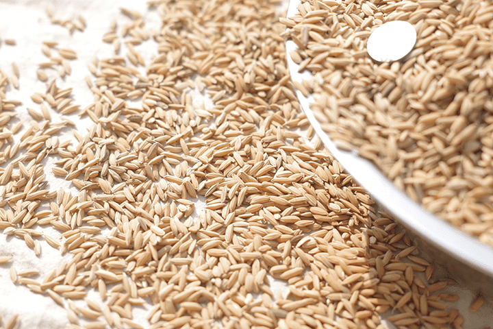 农家鸡鸭食稻谷喂鸡谷子带壳水稻鸟食鸽饲料鸡稻子粮食仓鼠粮大粒谷3