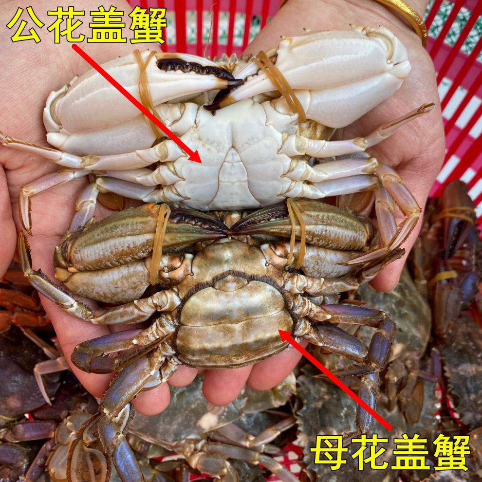 野生鲜活大花盖蟹石头蟹海鲜新鲜母海螃蟹大青蟹赤甲红石蟹