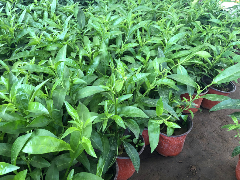 夜来香九里香茉莉花苗带花苞庭院驱蚊玫瑰植物浓香型花卉盆栽绿植