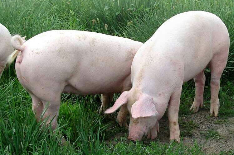 猪肝新鲜生猪肝农家当天现杀土猪下水生鲜猪肝 富铭士