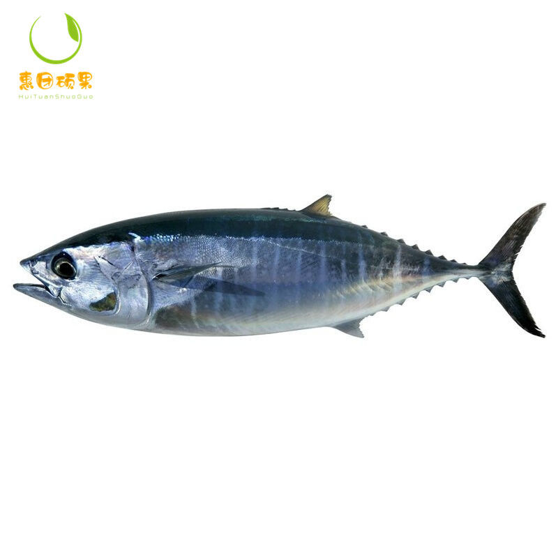 空运高端刺身赤身中段中肥海鲜蓝鳍大目白金枪昌盛隆白金枪鱼刺身食用