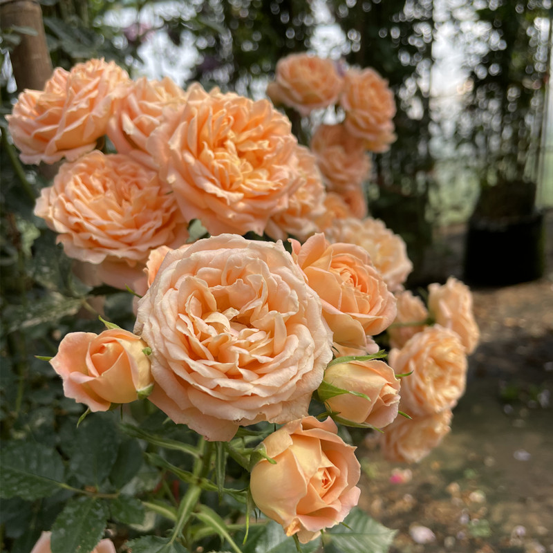 瑰玮甜梦藤本月季多头小花蔷薇花苗多季节开花甜美可做花境拱门庭院