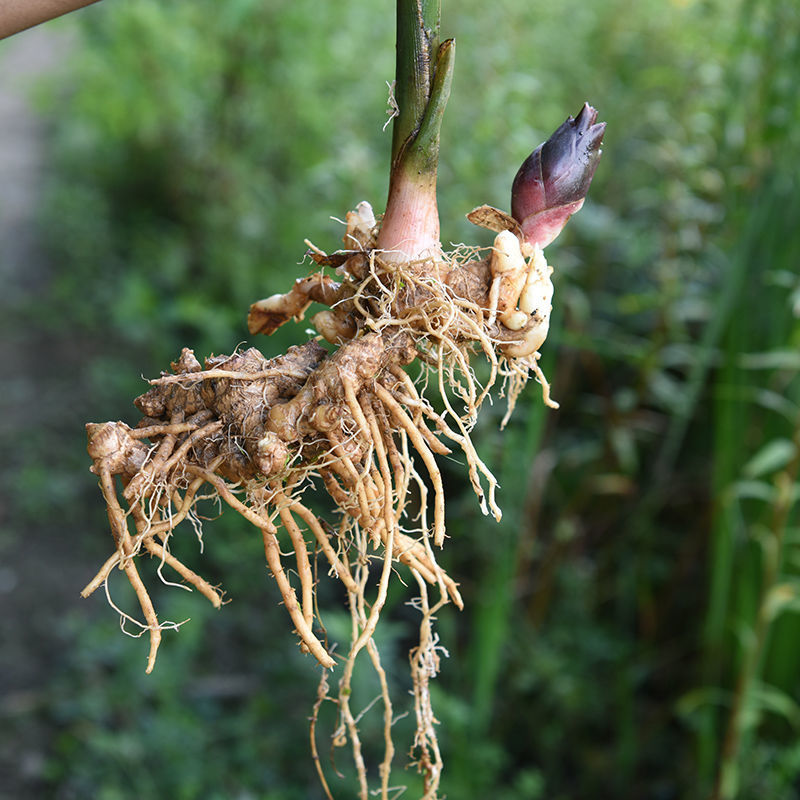 【京力】阳荷种苗洋荷姜种根湖北恩施洋荷笋新鲜蔬