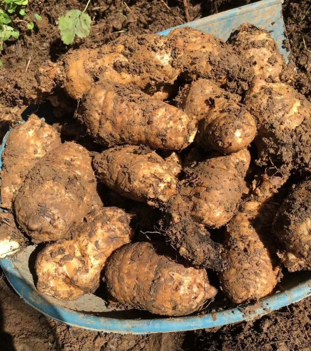 正宗云南昭通小草坝天麻现挖鲜天麻仿野生天麻冬麻湿麻一斤装 (店长)7