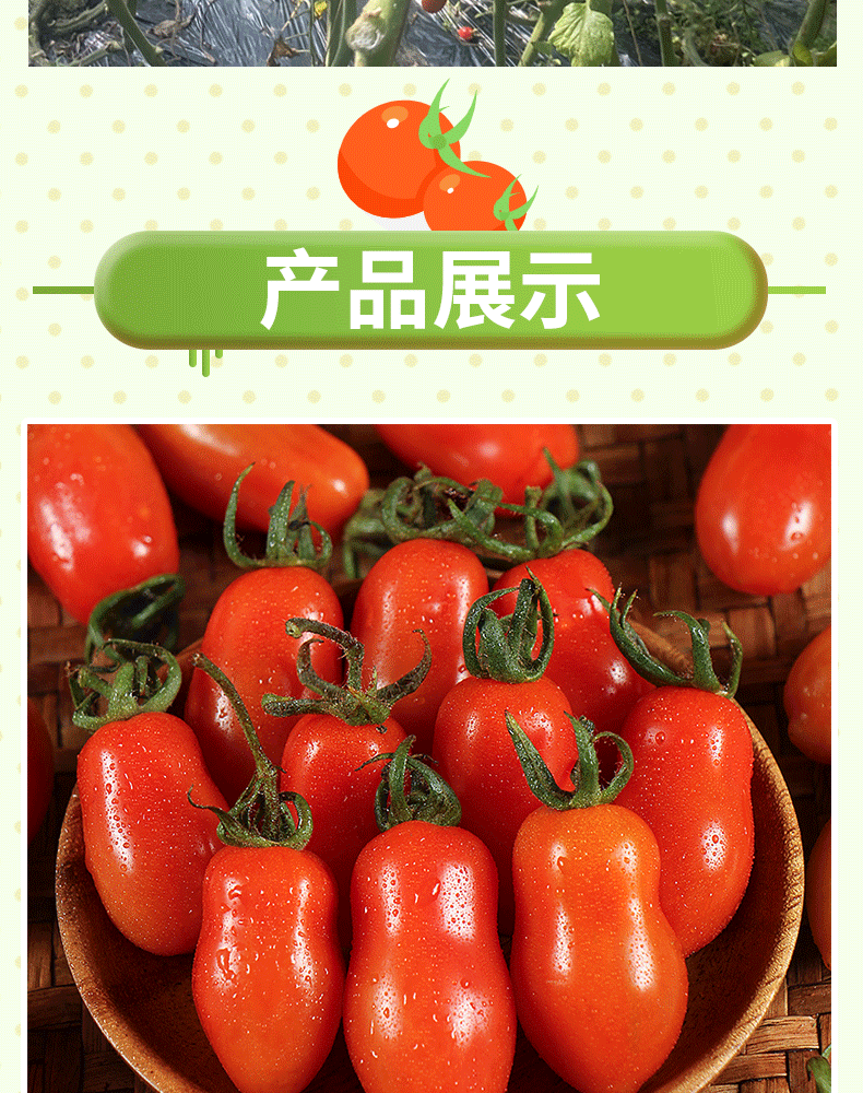玫栀 东北丹东409小圣女果新鲜水果铁皮花生小番茄孕妇5斤 2斤【图片