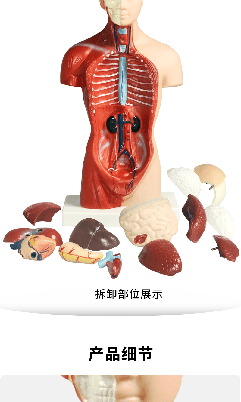 人体仿真教学模型人体解剖心脏大脑人体结构医学器官躯干教学内脏模特