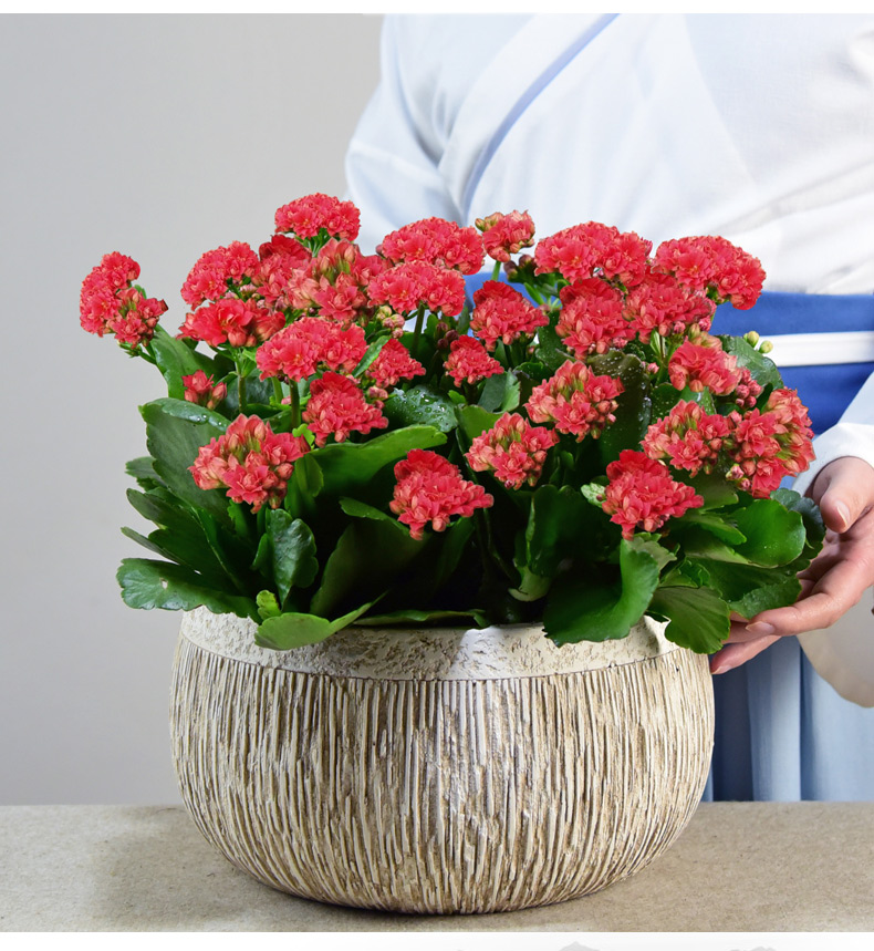 长寿花盆栽重瓣带大花苞四季植物办公室内阳台好养易活小绿植花卉青梅