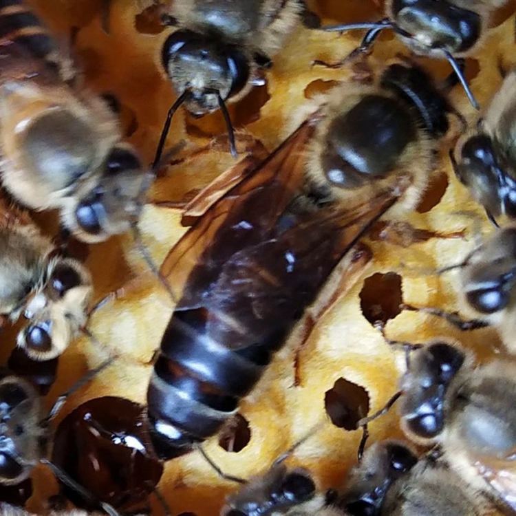 不二臣杂交王尾阿坝黑色王中蜂蜂王种王高产蜜蜂活体产卵王双色 仓王