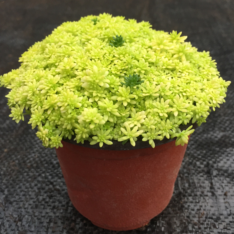 黄金万年草多肉植物盆栽薄雪新款办公室阳台植物花卉护盆草虎雀a黄金