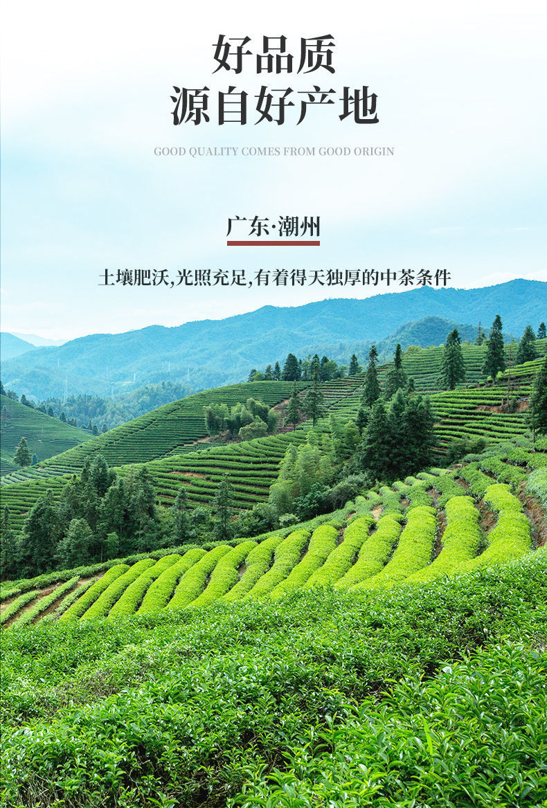 凤凰单枞新茶高香抽湿鸭屎香茶头通天香单从茶潮州单丛冰茶绿茶叶