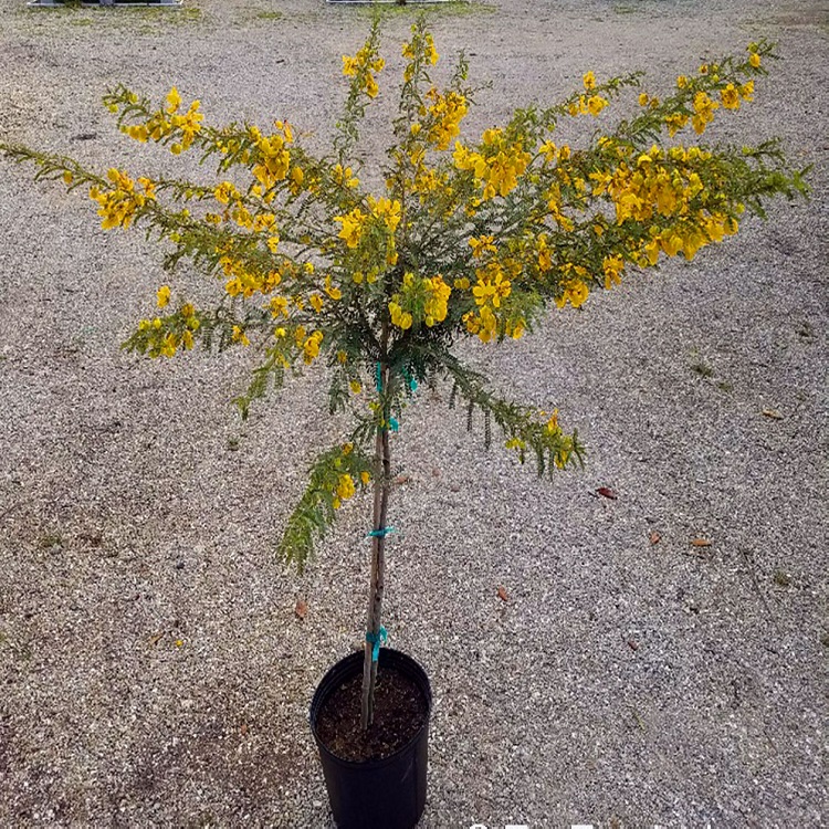 定製驅蛇植物蛇滅門苗望江南苗野決明苗驅蛇草滅蛇草防蛇花卉庭院盆栽