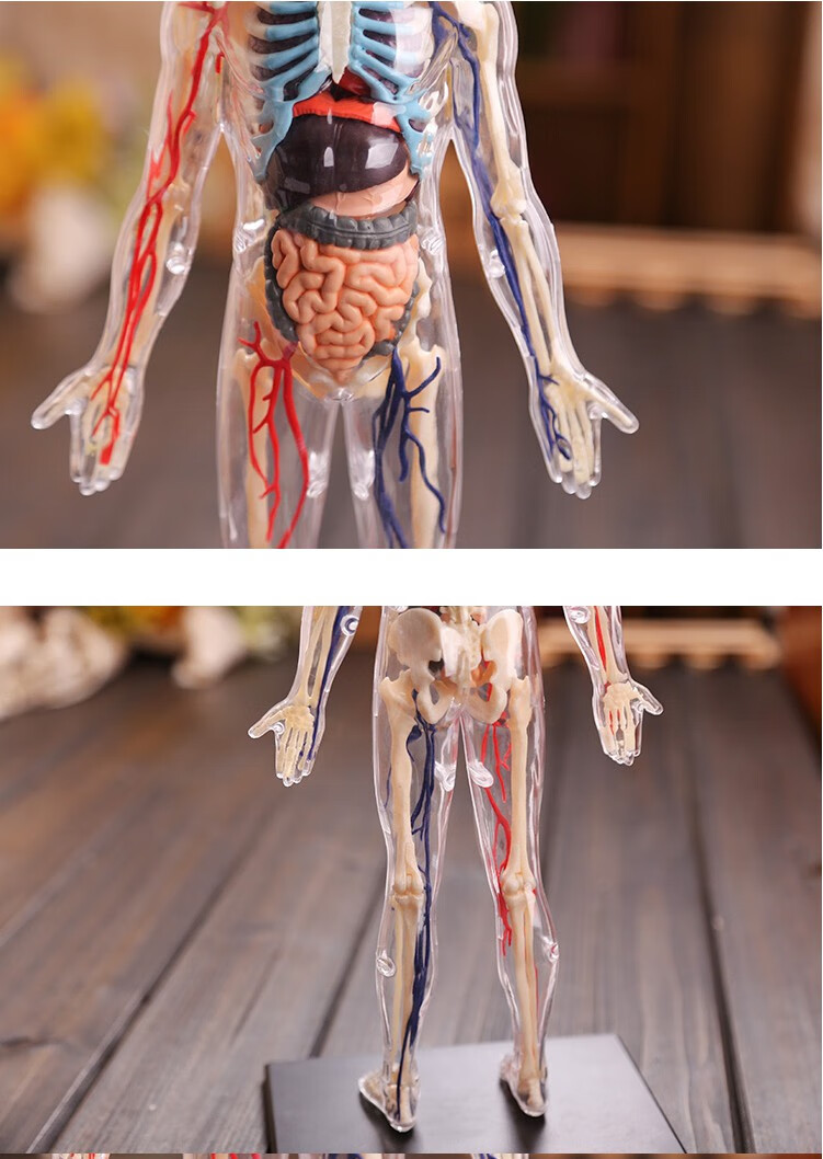 4dmaster全身体结构人体模型医学骨骼骨架内脏人体器官解剖医用预售6