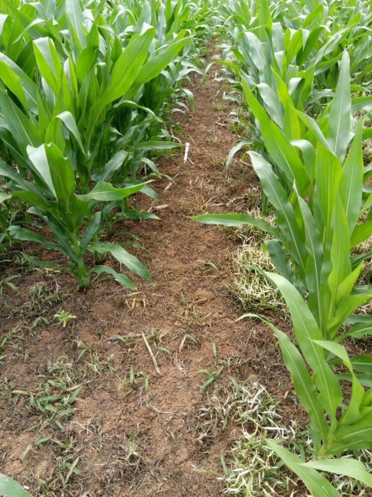 烟嘧磺隆 莠去津 硝磺草酮烂根药玉米田地苗后专用除草剂 500g【图片