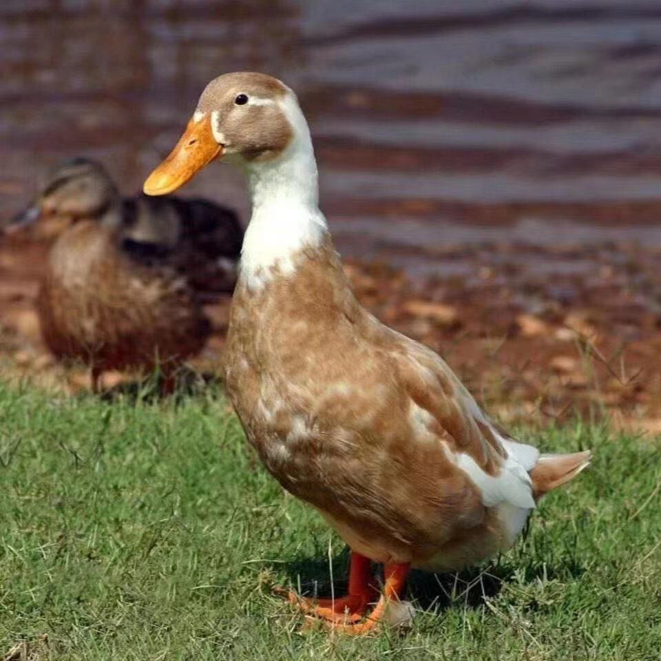 网红小鸭苗子活体大种番鸭蛋鸭麻鸭火鸭土鸭家养小鸭苗批发 大种麻鸭