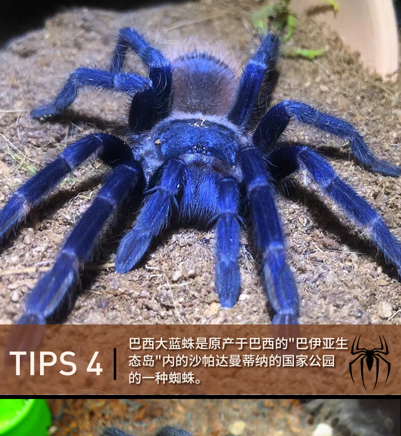 巴西大蓝蛛活体食鸟蛛宠物蜘蛛温顺品种可上手新手好养活 其他尺寸