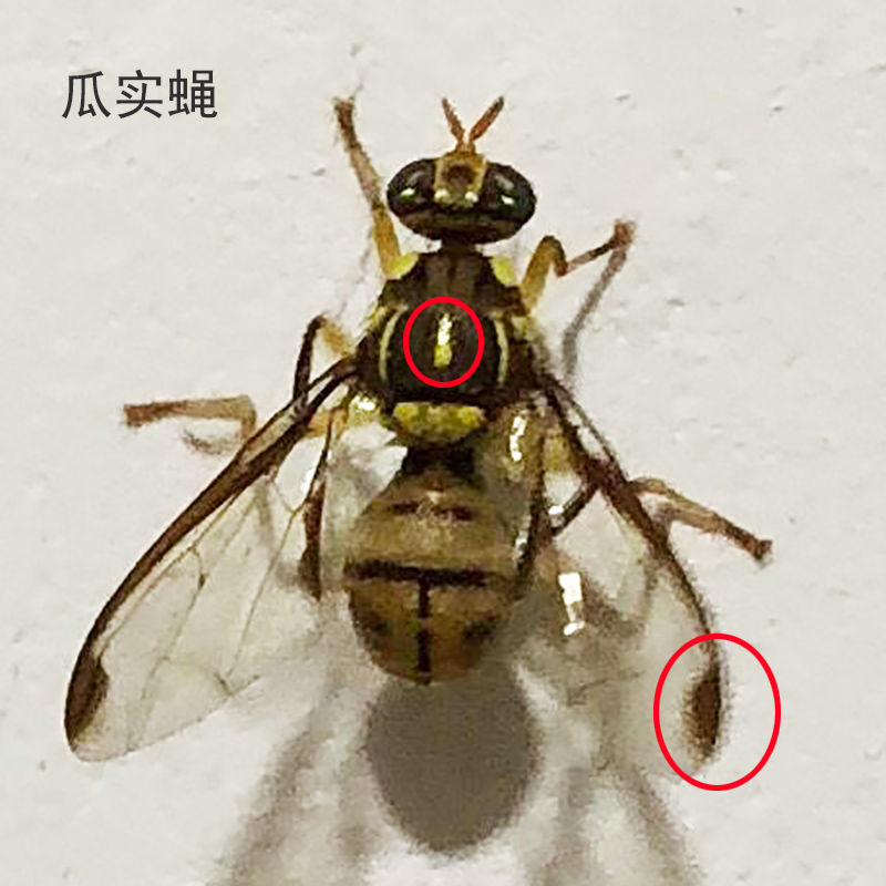 果实蝇诱剂诱蝇球柑橘大实蝇器果园瓜果实蝇粘虫球桔小食果蝇针蜂蓝莓