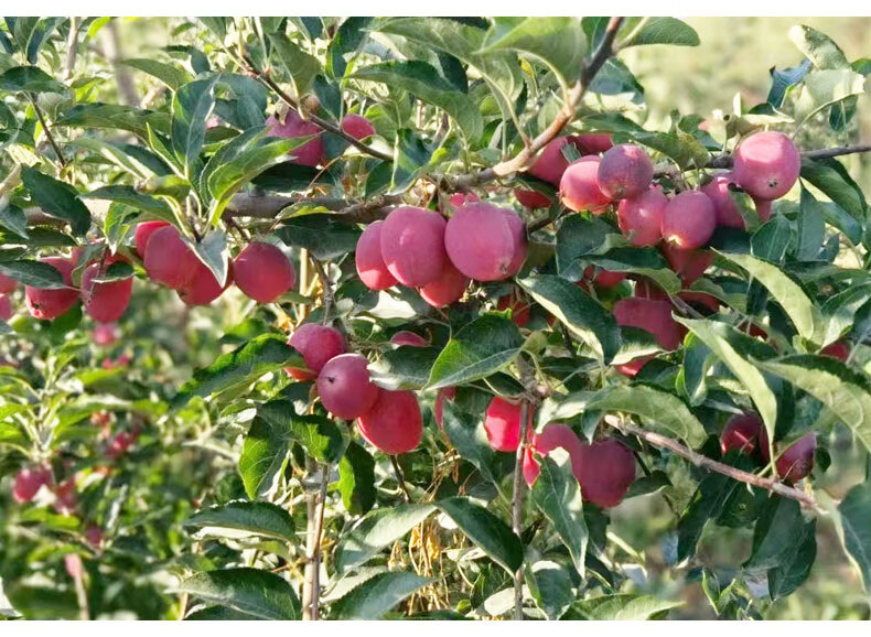 新疆香妃海棠果小苹果伊犁特产礼盒当季新鲜水果孕妇酸甜整箱 4斤