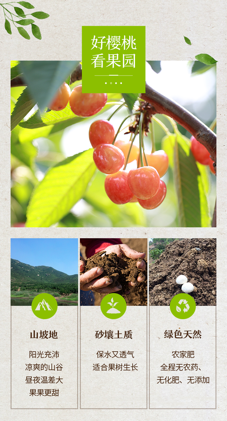 玫栀 顺丰现摘雷尼尔rainier白车厘子山东烟台大樱桃黄金2/3斤新鲜