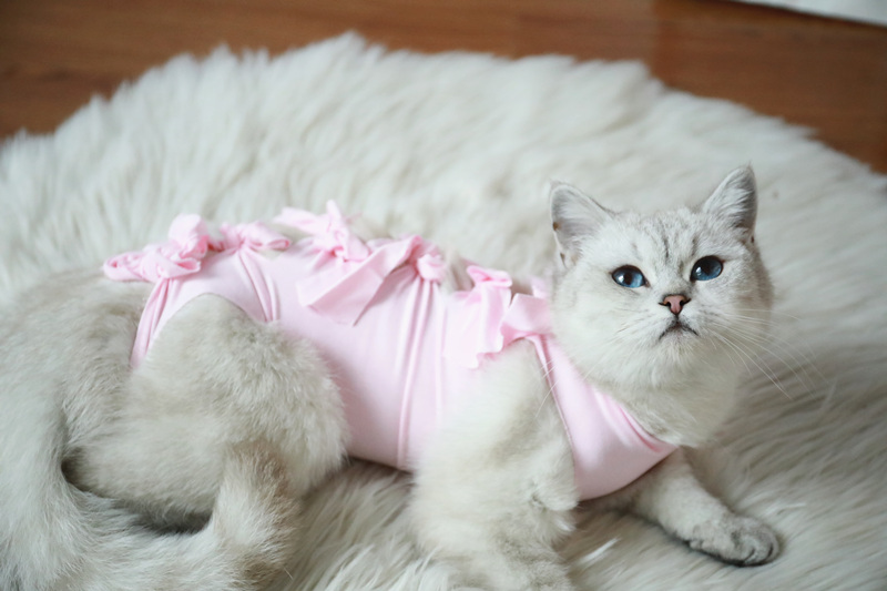 尤克达蒂猫咪绝育服猫咪母猫绝育服手术服断奶衣服棉布透气夏季薄宠物