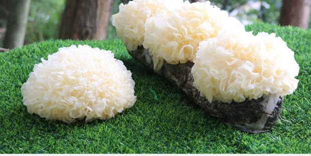 新鲜银耳6朵盒装活鲜带菌棒雪耳特级糯非干货鲜活出胶白木耳 带棒3朵