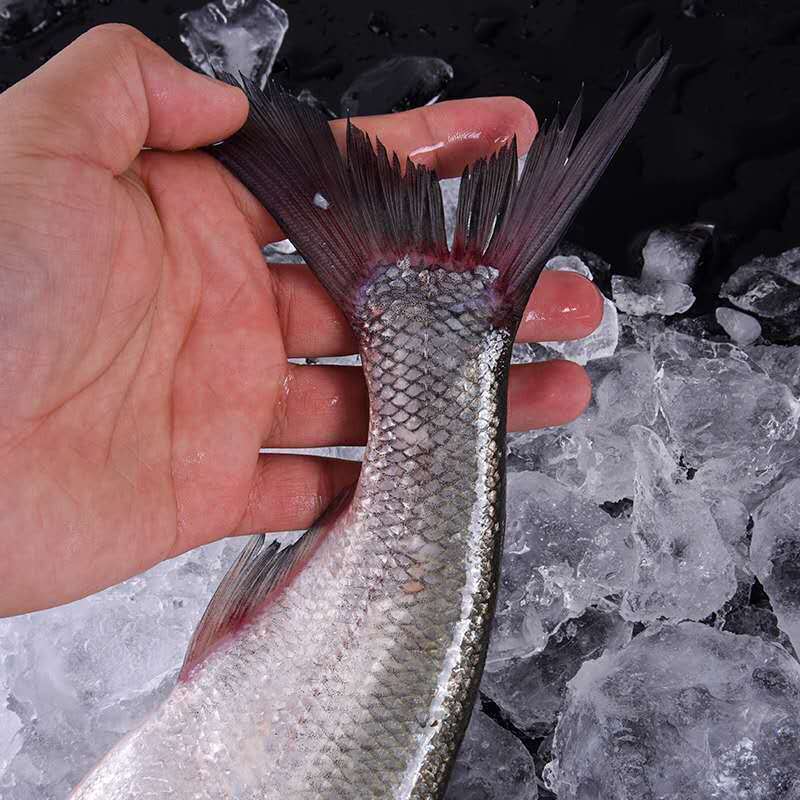 新鲜现杀净膛淡水大白刁白丝鱼白条鱼餐鱼翘嘴鱼现杀去肠佑达嘉怡新鲜