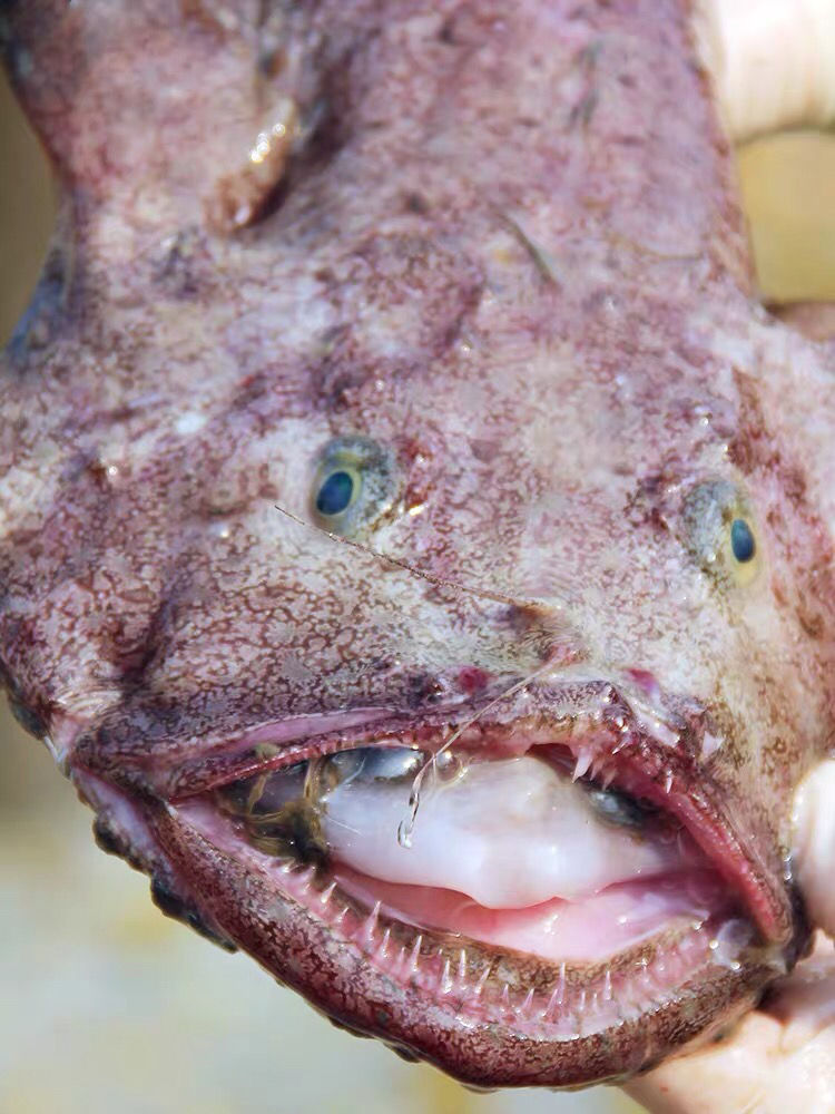 御泸鲜湘生鲜店 码头直发超大特大安康鱼新鲜鮟鱇鱼