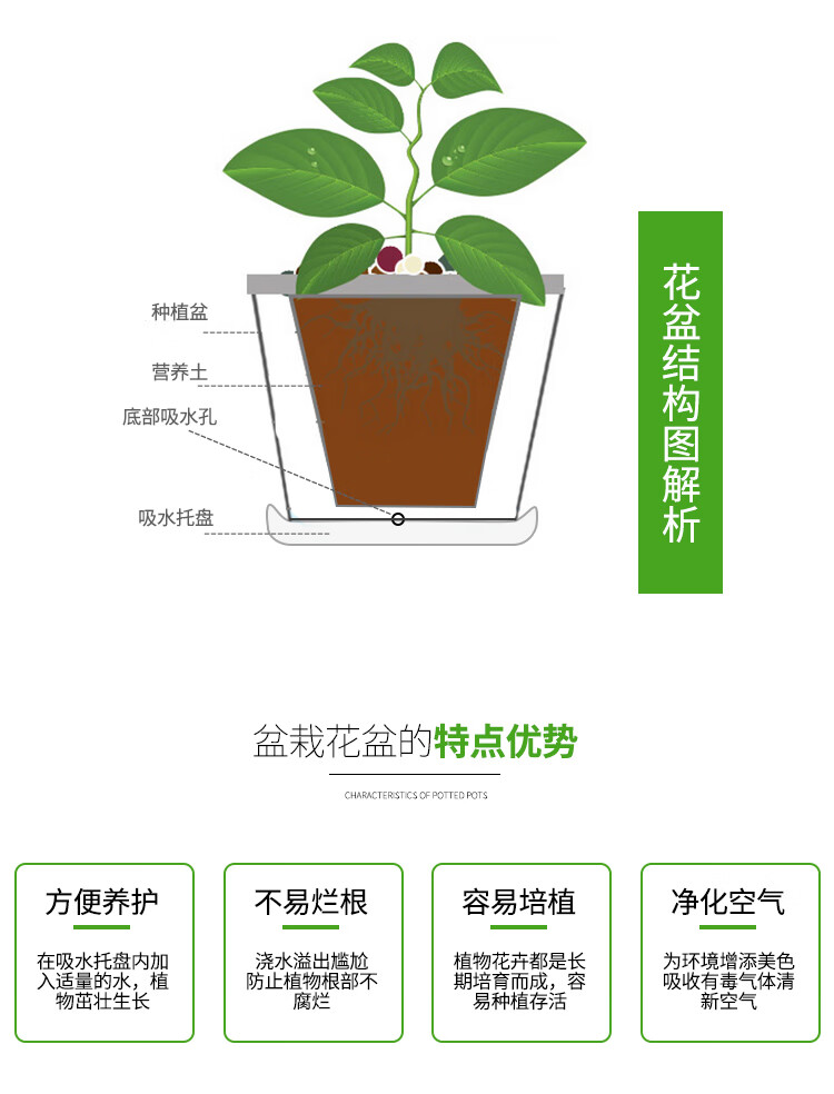 hqc康乃馨盆栽带花苞大花四季开花室内阳台石竹花苗好