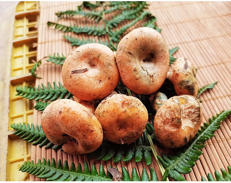 【顺丰空运】 野生新鲜枞树菌铜绿蘑菇三九菇寒菌谷熟菌黄腊菌乌菌奶