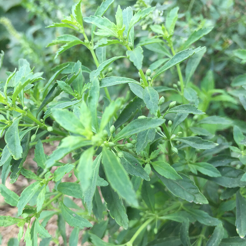 伟博 野生冰糖草 新鲜土甘草 现采假枸杞假甘草中草药材鲜品 500克