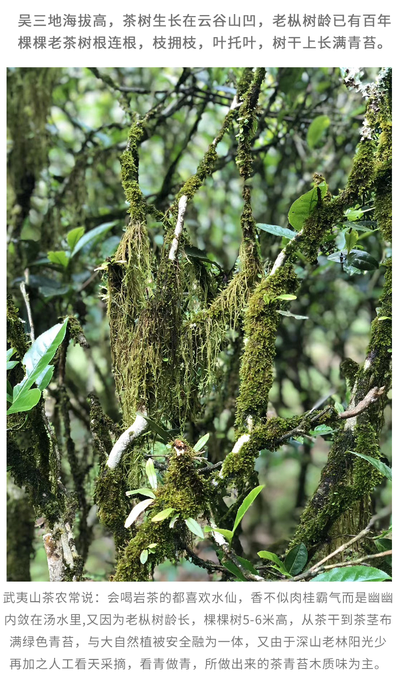 5 折吴三地百年老枞水仙茶正岩老丛武夷岩茶试喝装小样茶叶【图片