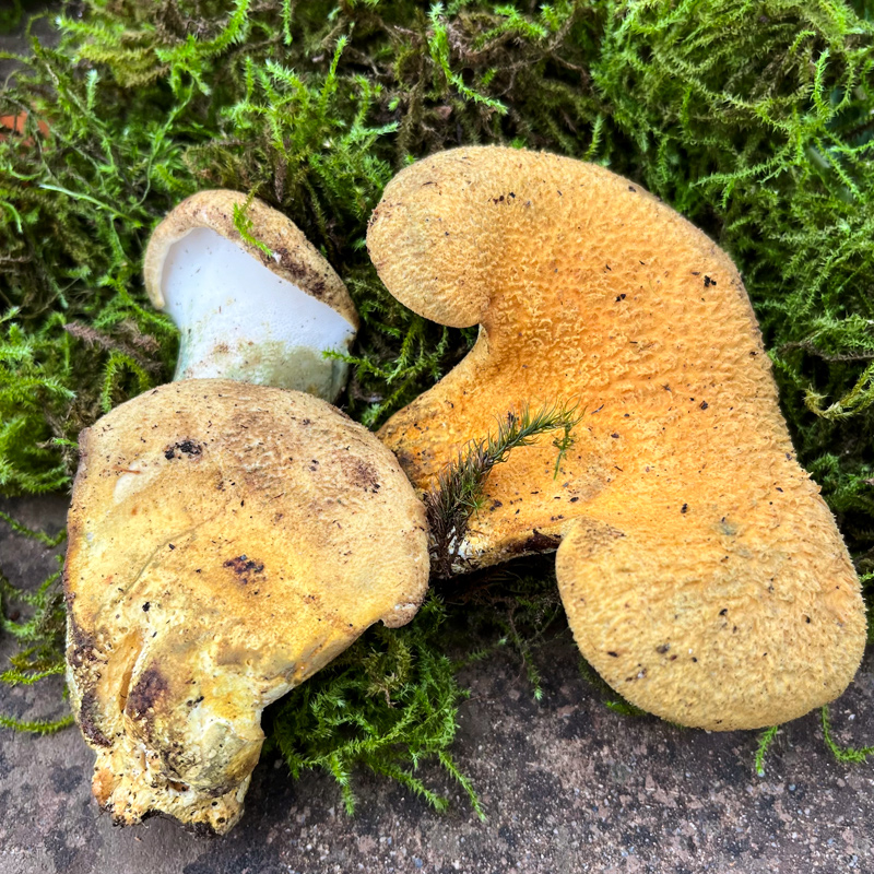 2022现货新鲜黄虎掌菌【顺丰】云南楚雄特产虎掌菌新鲜现发 1000g