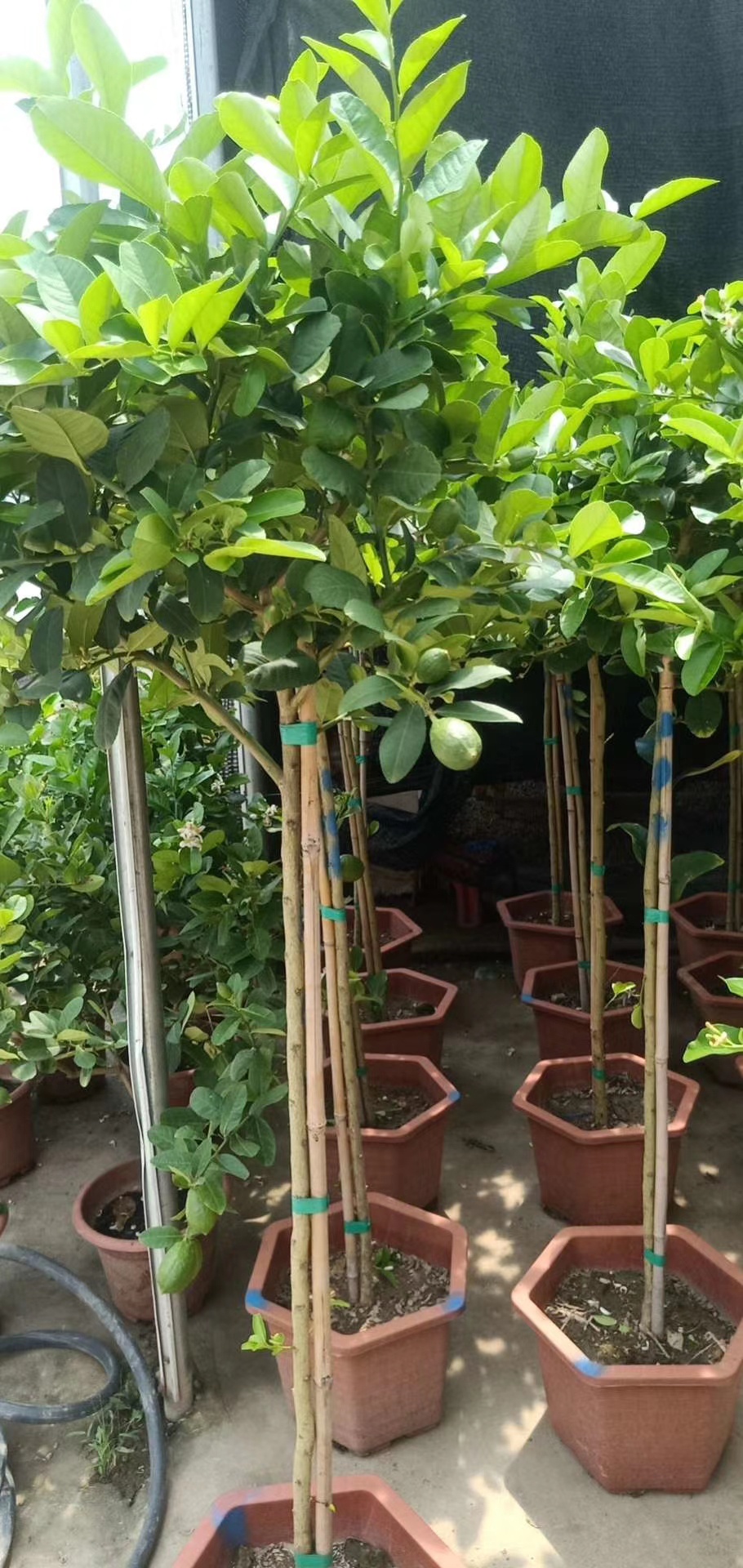 高杆香水柠檬树苗棒棒糖柠檬树盆栽大型绿植四季结果室内庭院阳台 高