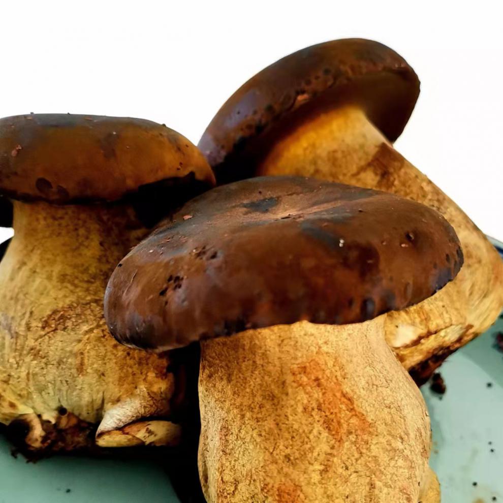 可钦 牛夫人牛肝菌 多规格 牛夫人鲜牛肝菌 食用菌火锅食材炒菜煲汤