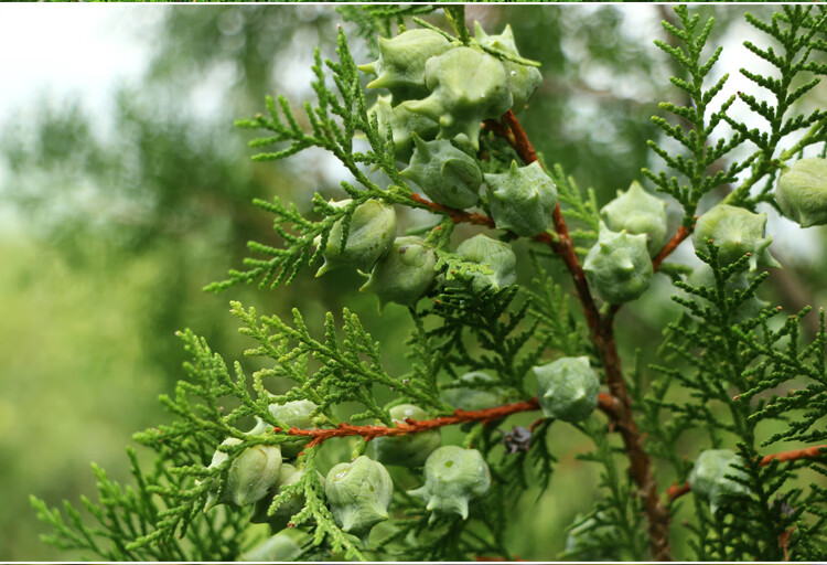 野生柏壳枕头沂蒙山野生侧柏壳 5斤 黑发枕头散装枕芯白发少白头柏树