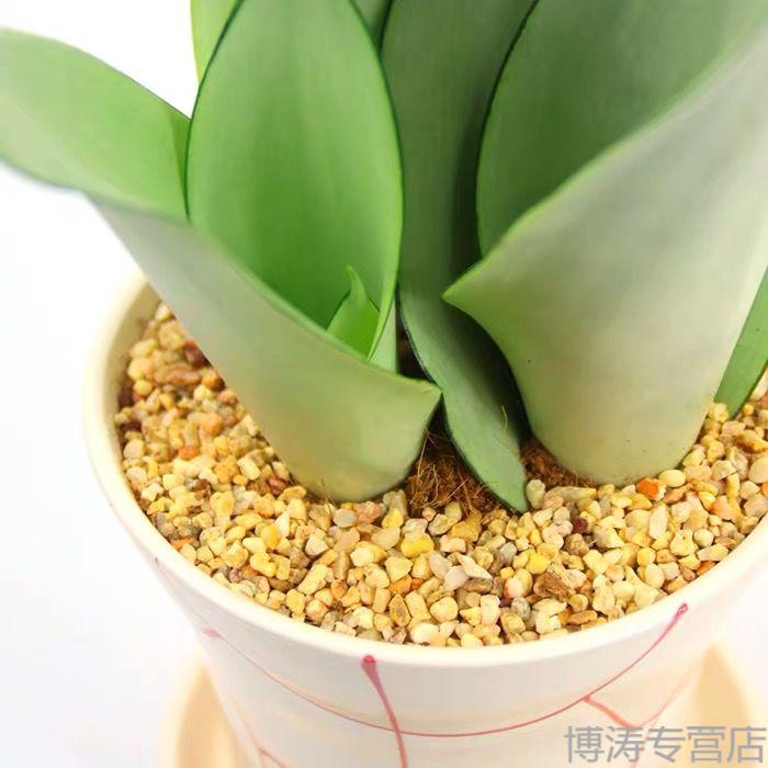 水培新宠白玉虎皮兰办公室新房客厅卧室阳台净化空气室内绿植白玉1棵