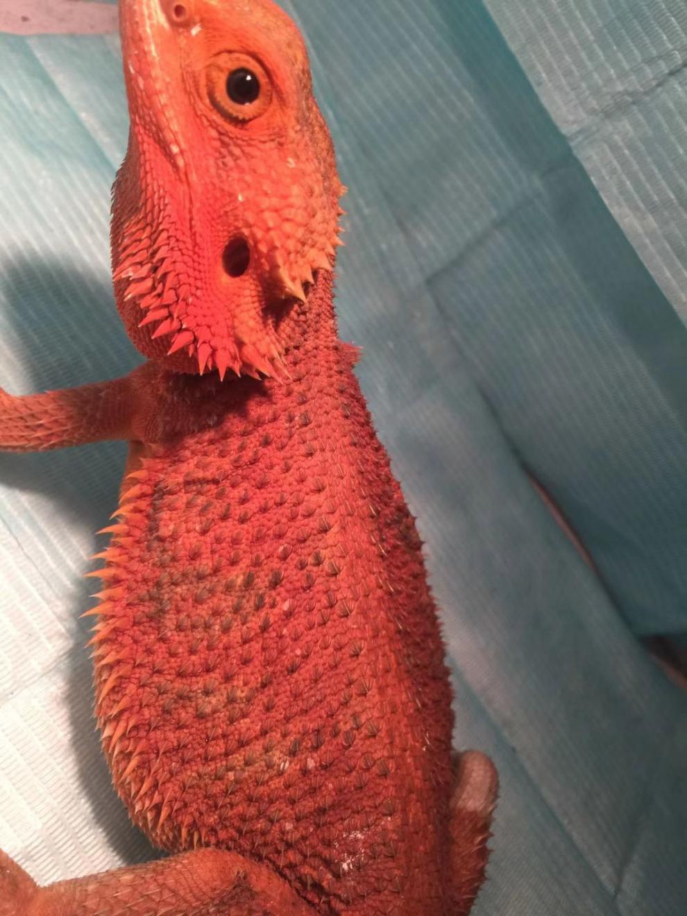 大亚成鬃狮蜥蜴35厘米左右【图片 价格 品牌 报价】-京东