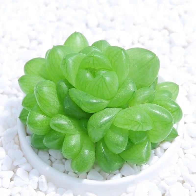 【京选】多肉玉露多肉植物玉露十二卷花卉盆栽黄金玉露冰灯冰川室内