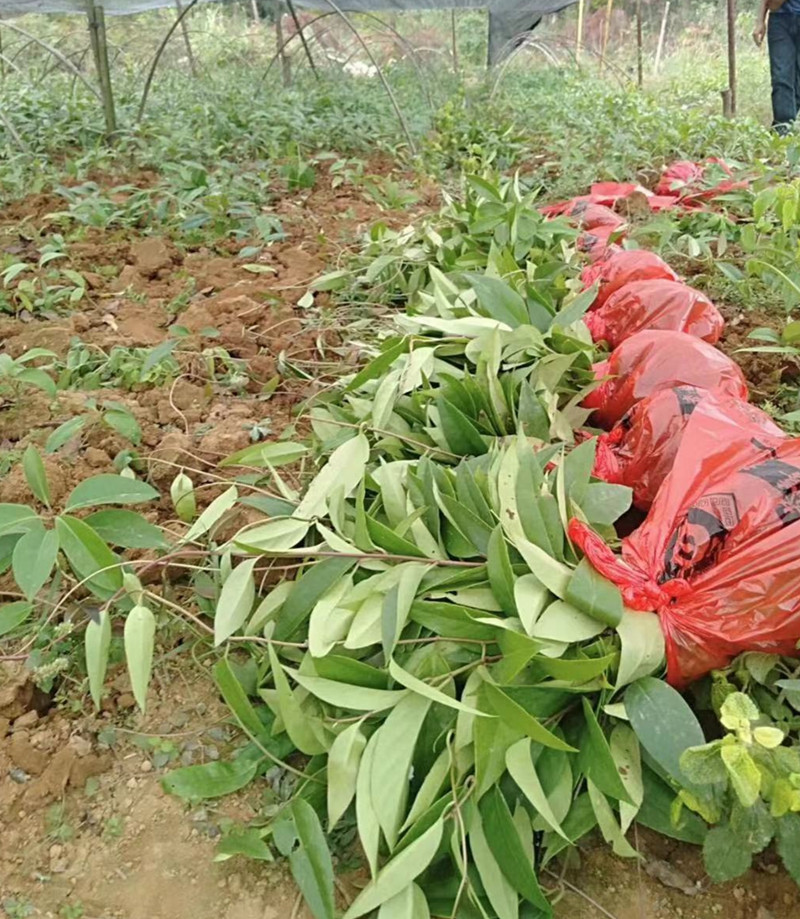 八月瓜黑老虎果树苗当年结果野生八月瓜苗四季种植黑老虎树苗八年苗