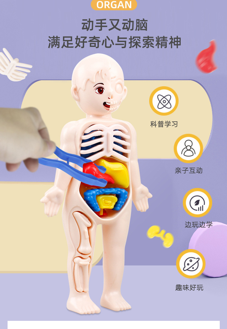 仿真内脏解剖躯干 儿童款人体器官模型【器官颜色随机】中文版【图片