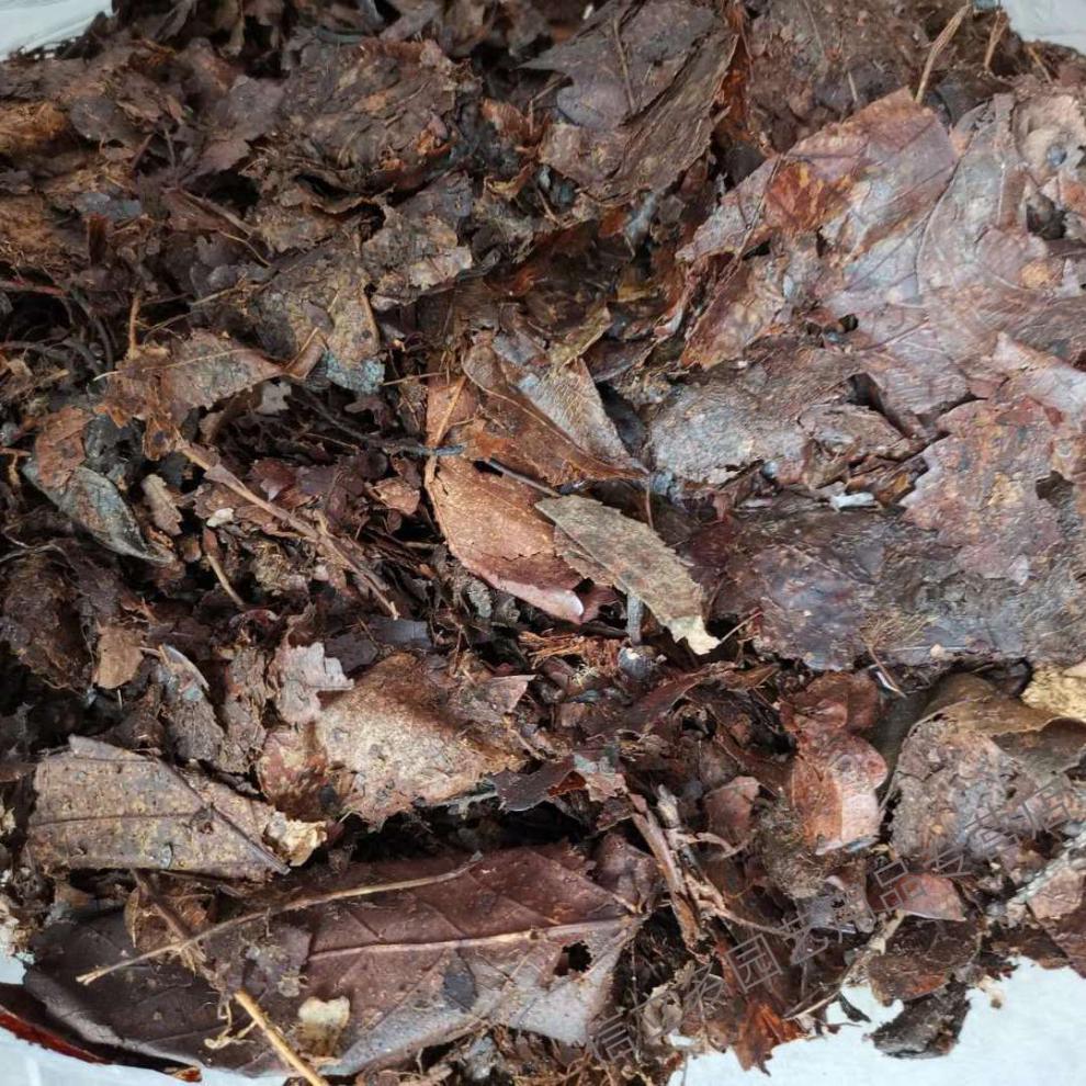 君子兰专用土橡树叶纯橡树叶营养土松针腐叶土兰花君子兰专用橡叶种植